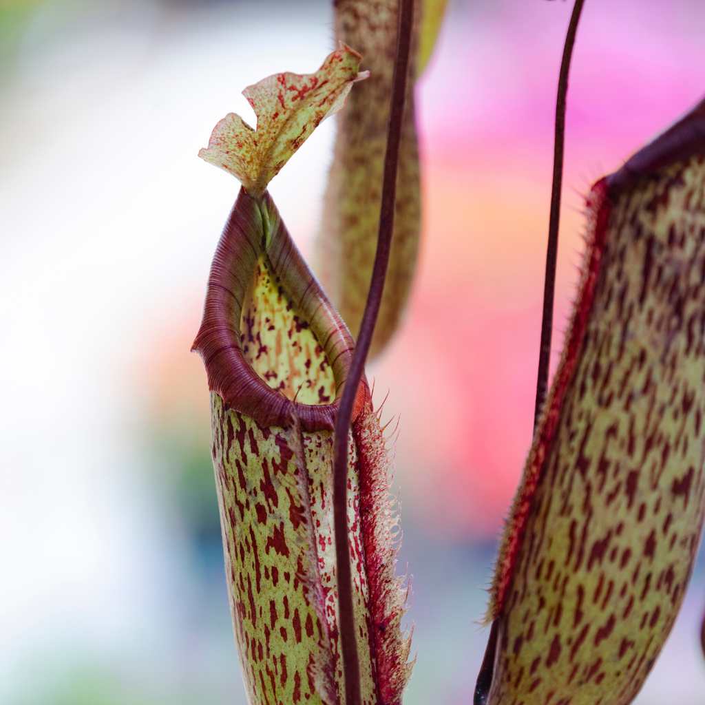 Nepenthes 'Miranda' Pitcher Plant