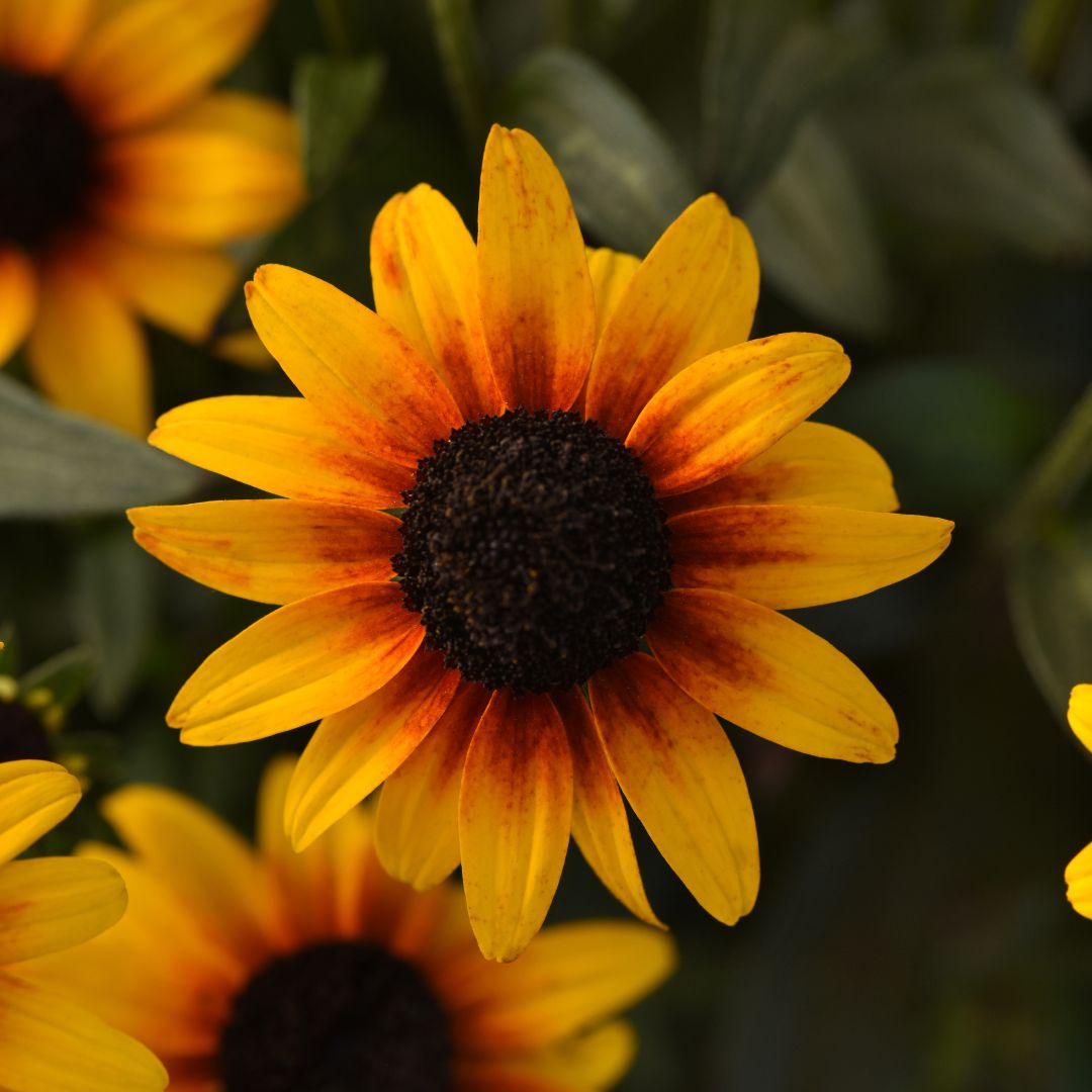 Rudbeckia 'Suntacular'