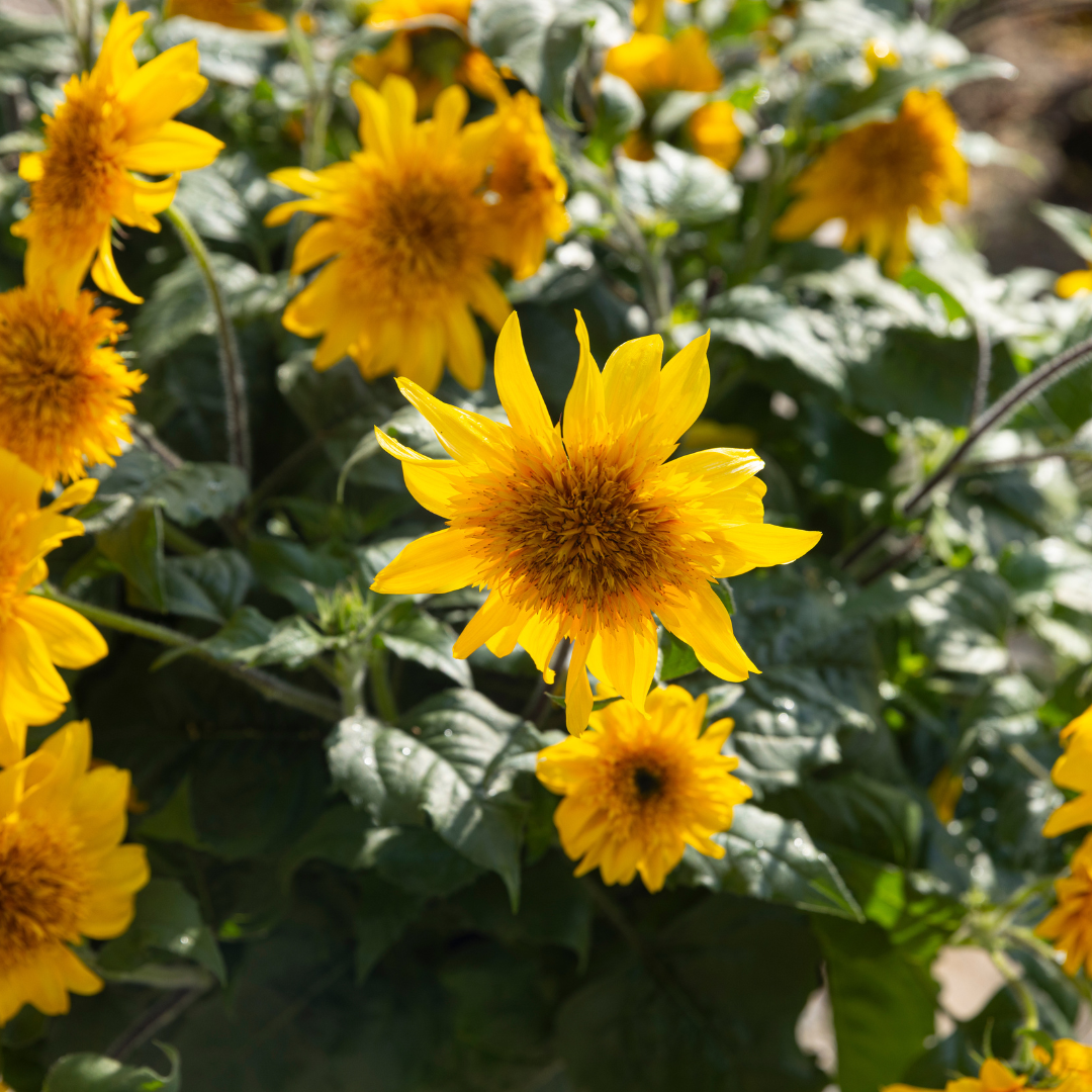Sunfinity® Double Sunflower