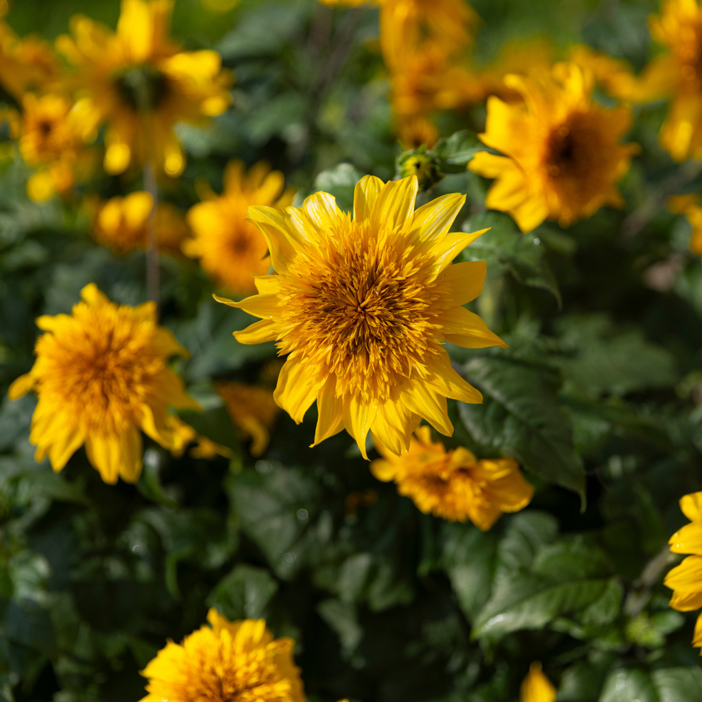 Sunfinity® Double Sunflower
