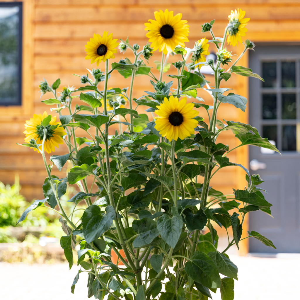 Sunfinity® Sunflower