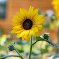 Sunfinity® Sunflower