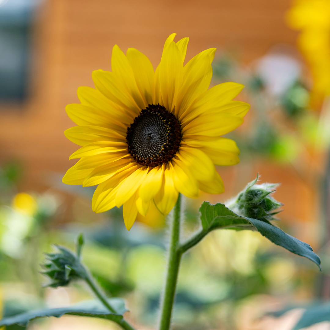 Sunfinity® Sunflower