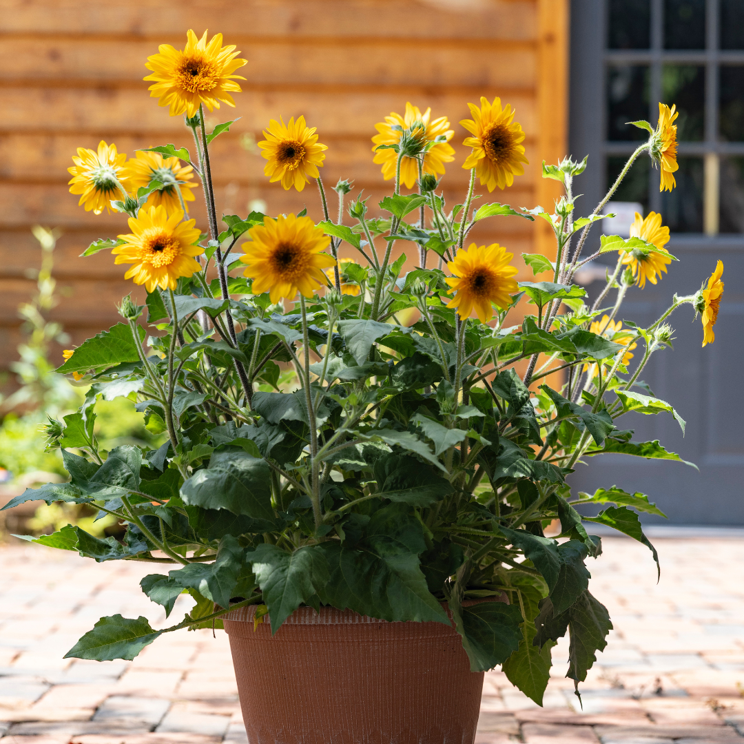 Sunfinity® Double Sunflower