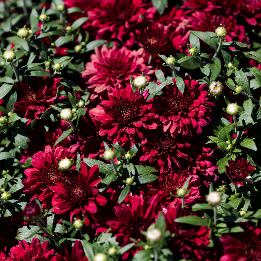 Belgian Fall Mum Patty™ Pomegranate