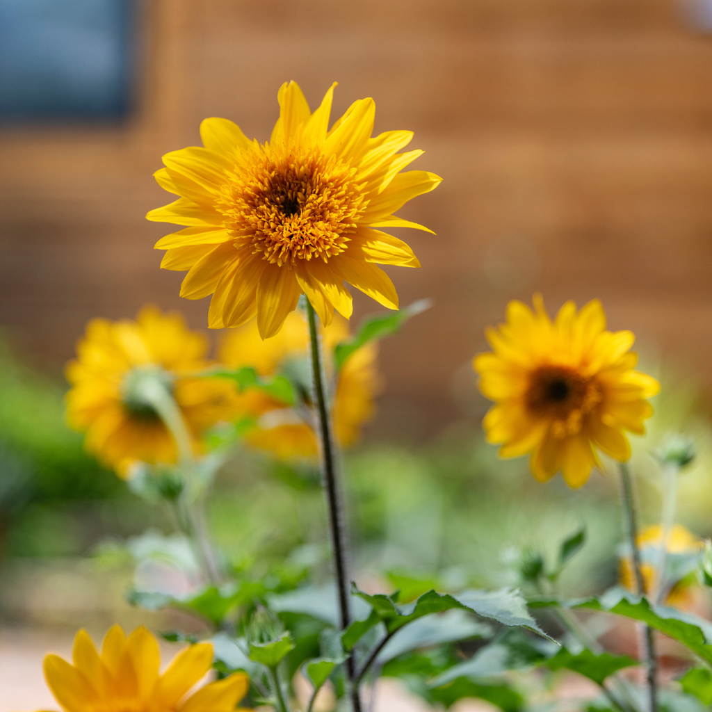 Sunfinity® Double Sunflower