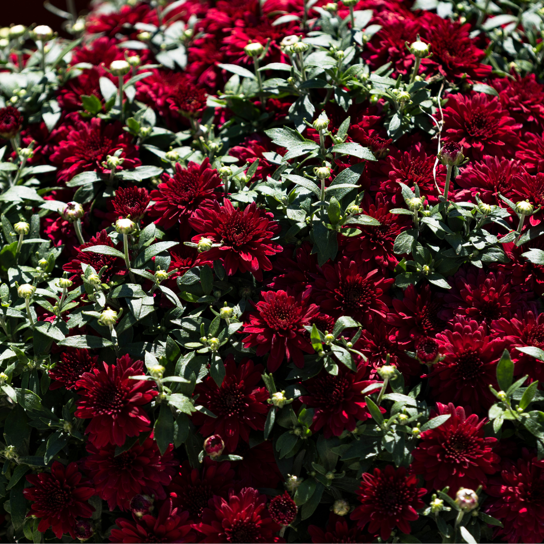 Belgian Fall Mum Patty™ Pomegranate