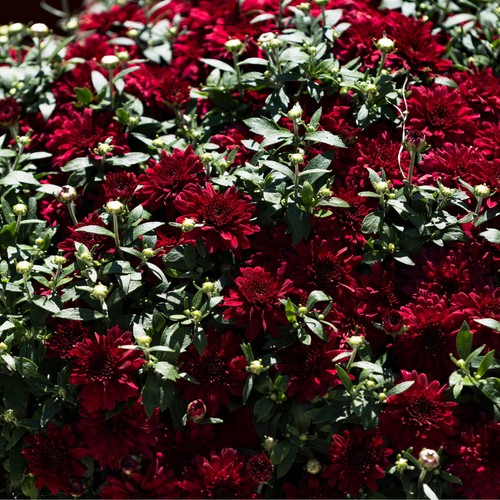 Belgian Fall Mum Patty™ Pomegranate