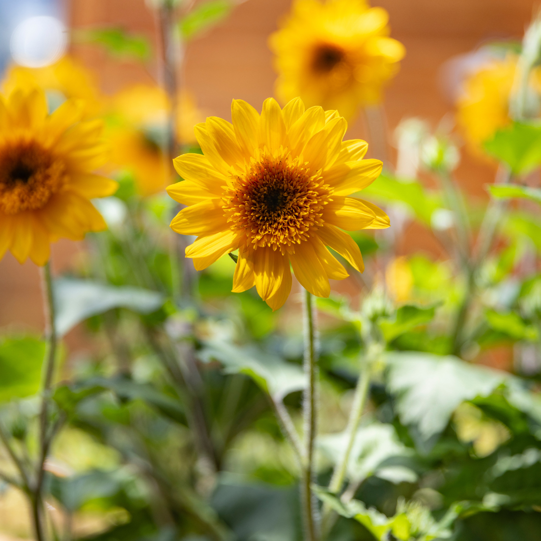 Sunfinity® Double Sunflower