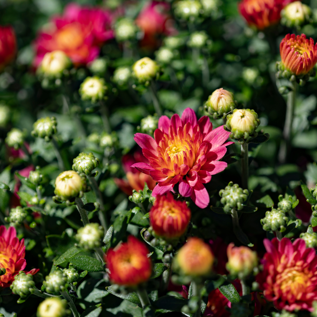 Belgian Fall Mum Jacqueline™ Peach Fusion