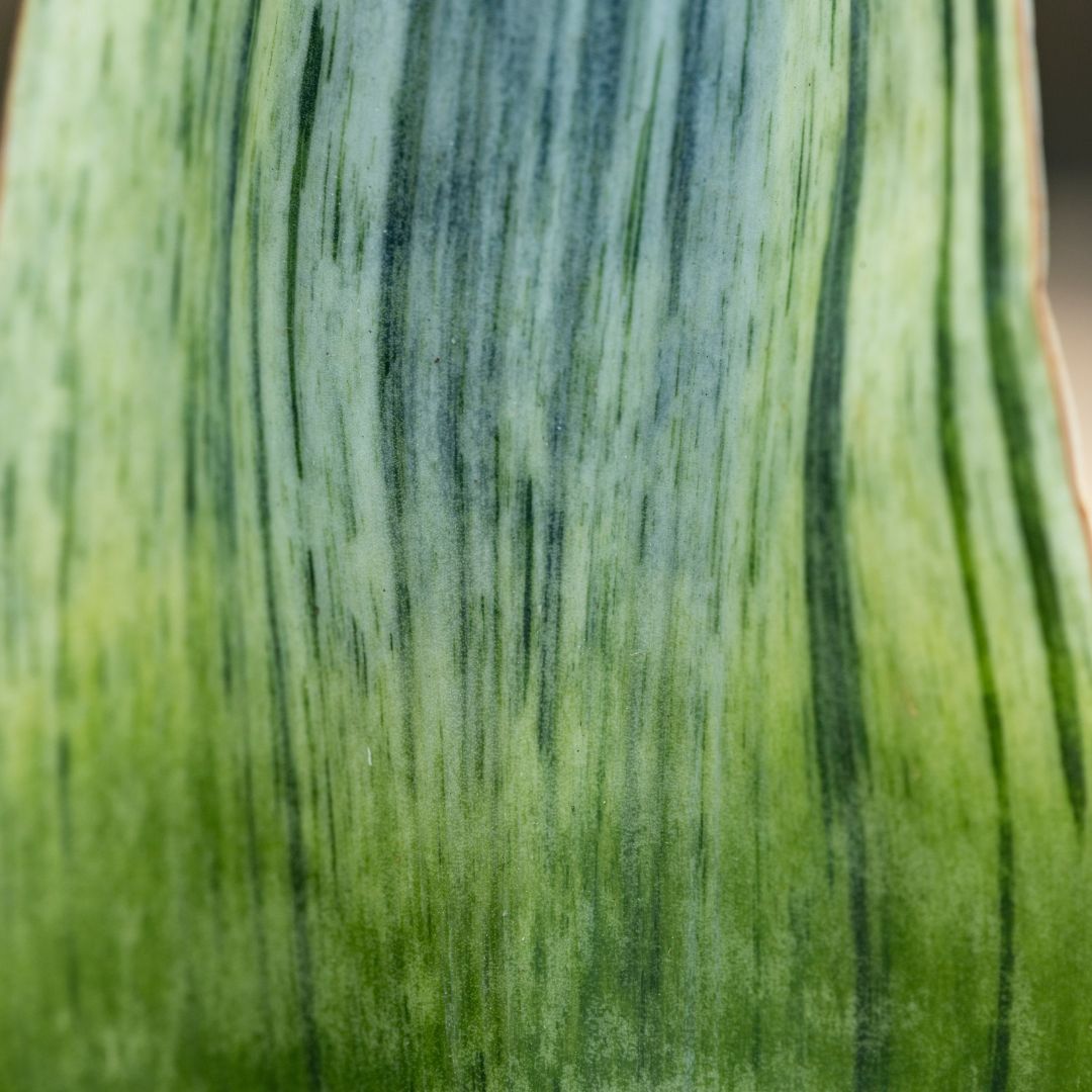 Variegated Whale Fin Snake Plant