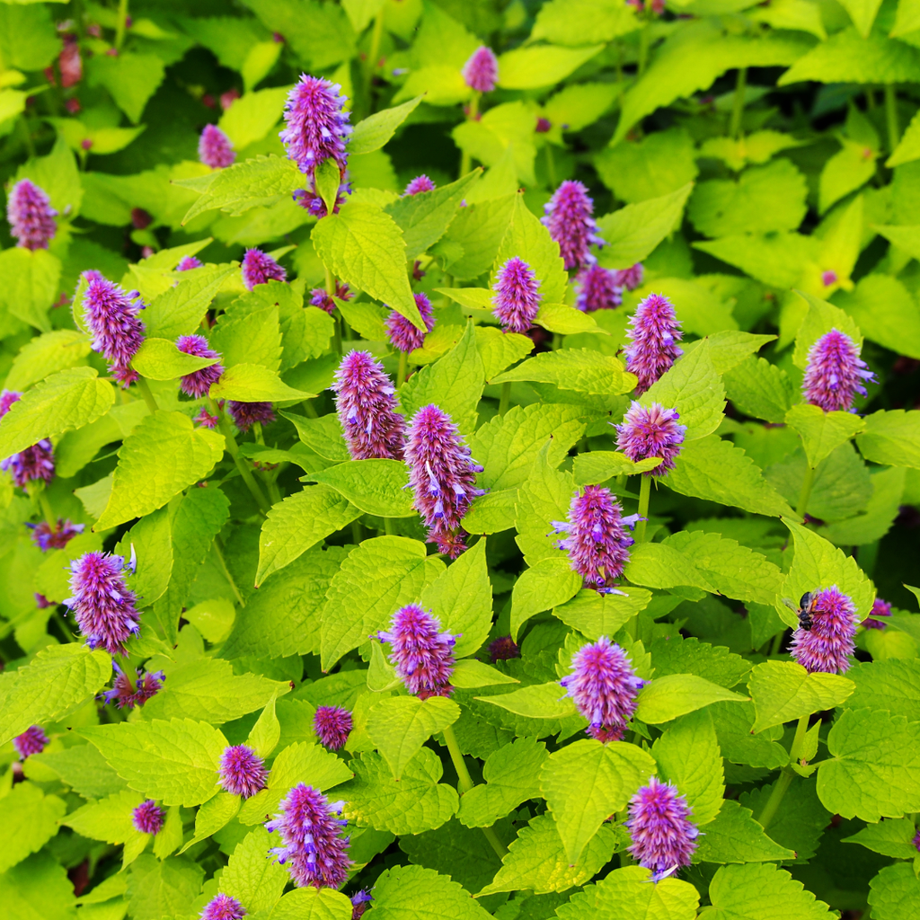 Agastache 'Golden Jubilee' - 3 Plants