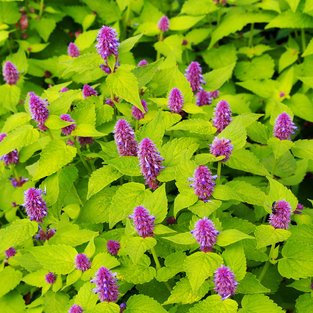 Agastache 'Golden Jubilee' - 3 Plants