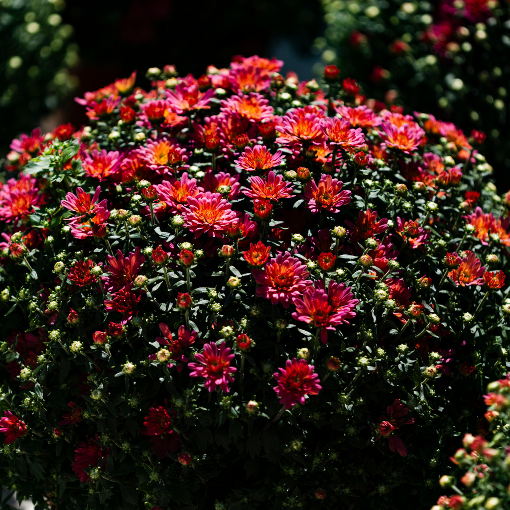 Belgian Fall Mum Jacqueline™ Peach Fusion