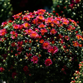 Belgian Fall Mum Jacqueline™ Peach Fusion