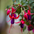 Fuchsia Topiary 'Purple Cascade'