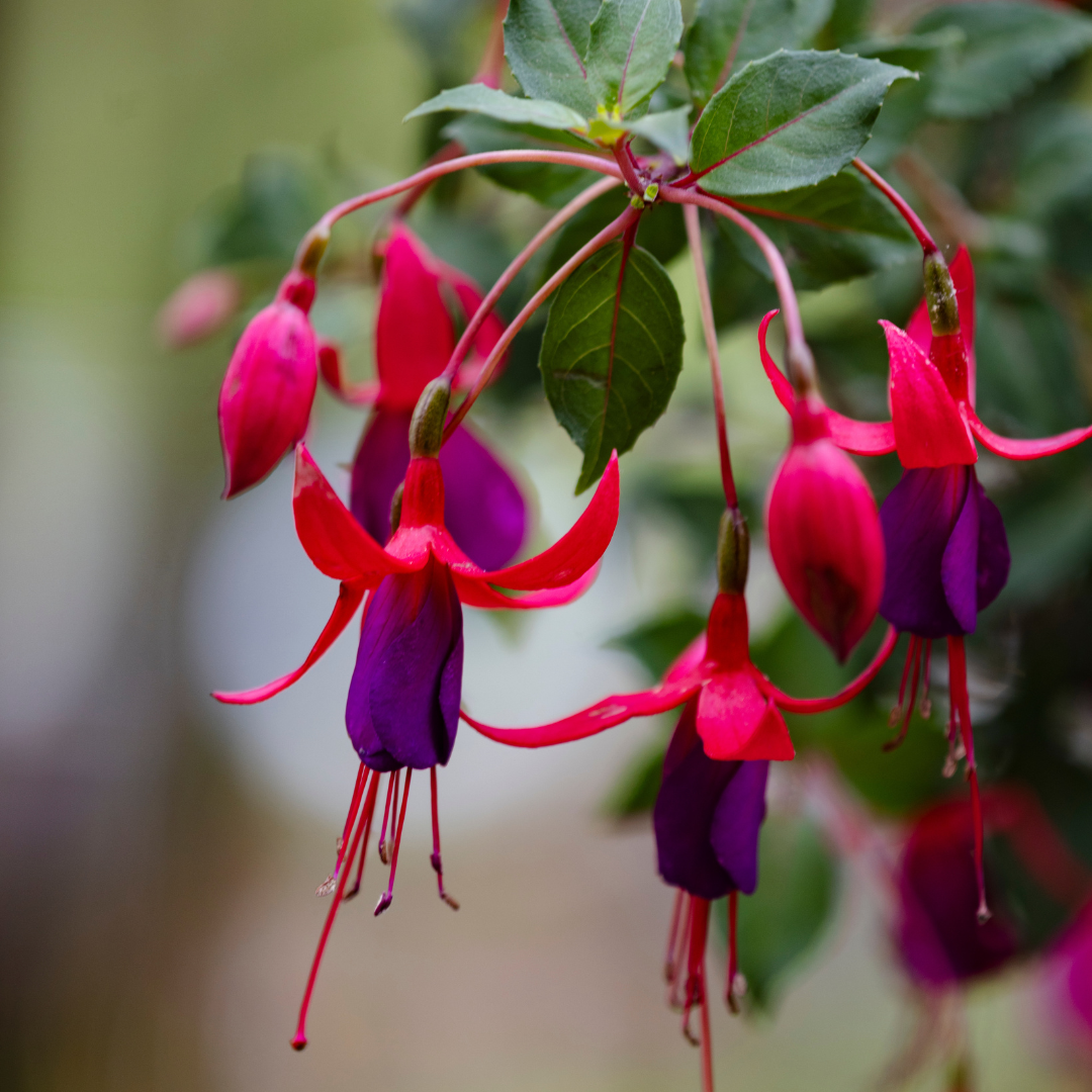 Fuchsia Topiary 'Purple Cascade'