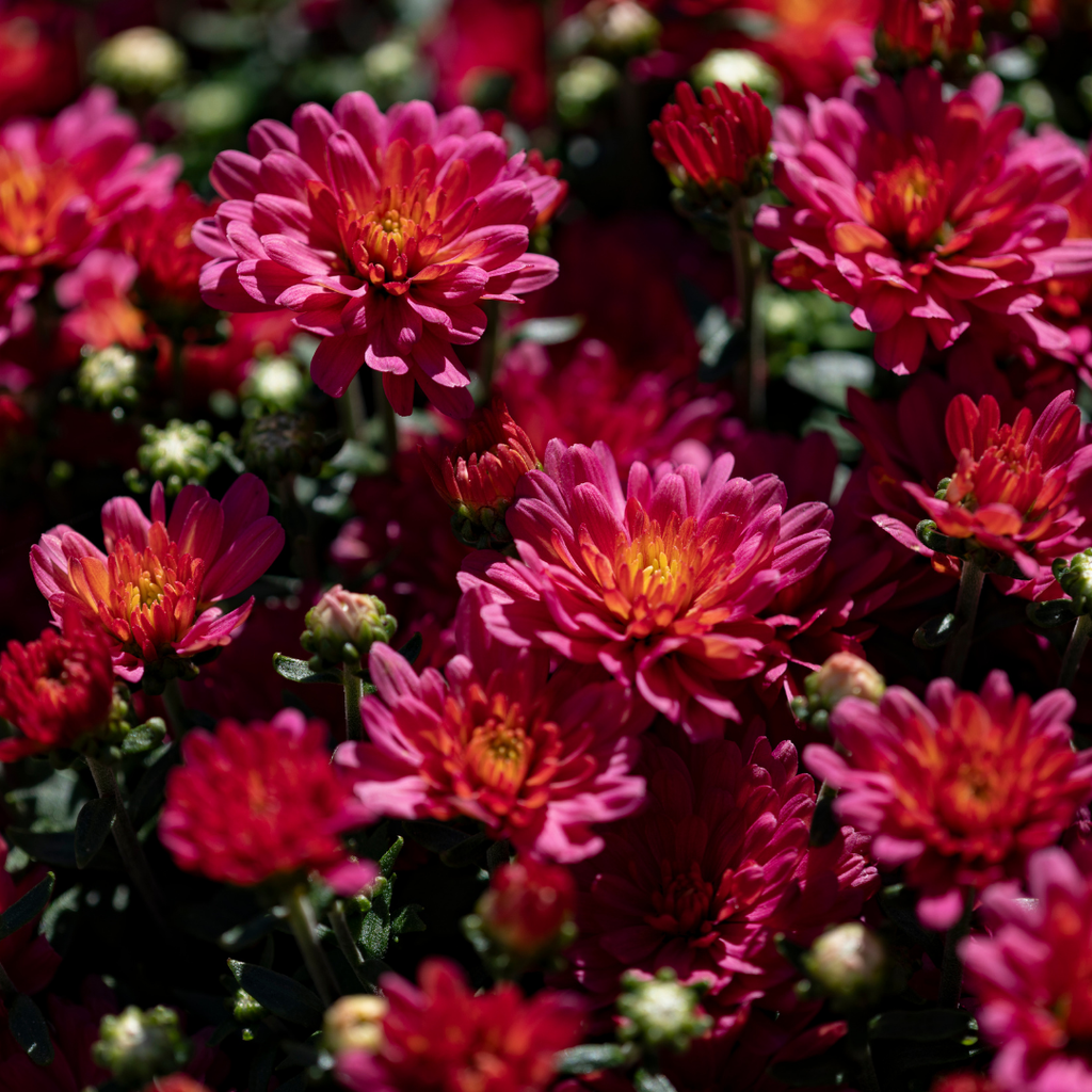 Belgian Fall Mum Jacqueline™ Rose