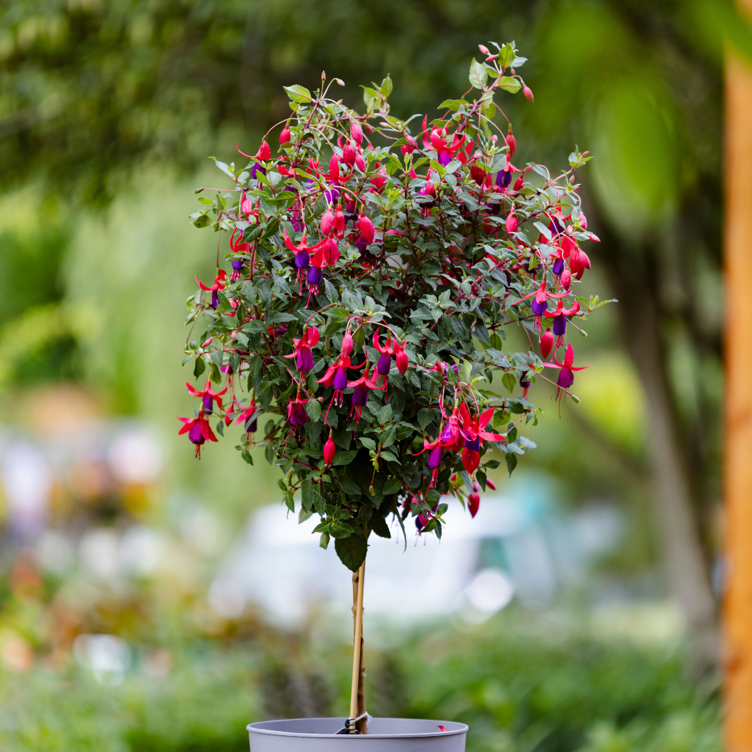 Fuchsia Topiary 'Purple Cascade'