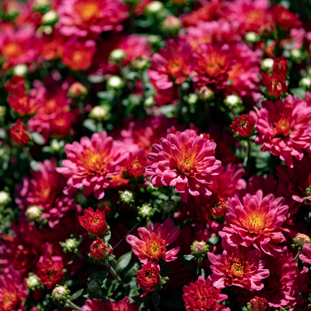 Belgian Fall Mum Jacqueline™ Rose