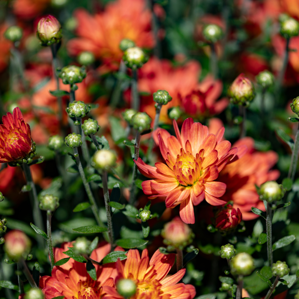 Belgian Fall Mum Jacqueline™ Orange Fusion