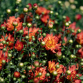 Belgian Fall Mum Jacqueline™ Orange Fusion