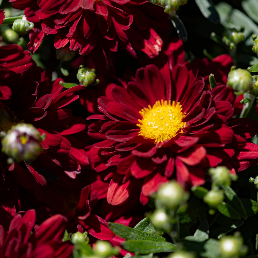 Belgian Fall Mum Bonnie™ Red