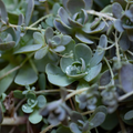 Orostachys iwarenge - 3 Plants