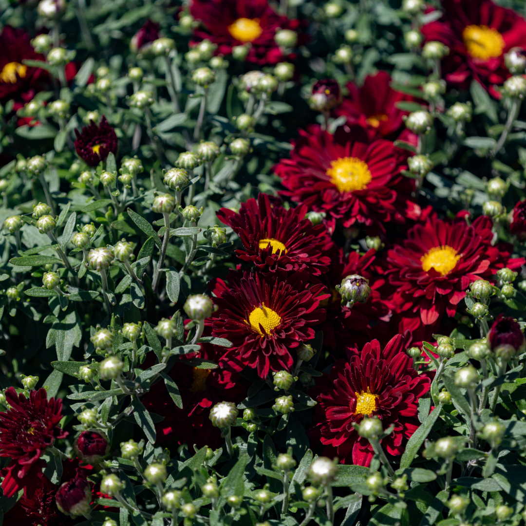 Belgian Fall Mum Bonnie™ Red