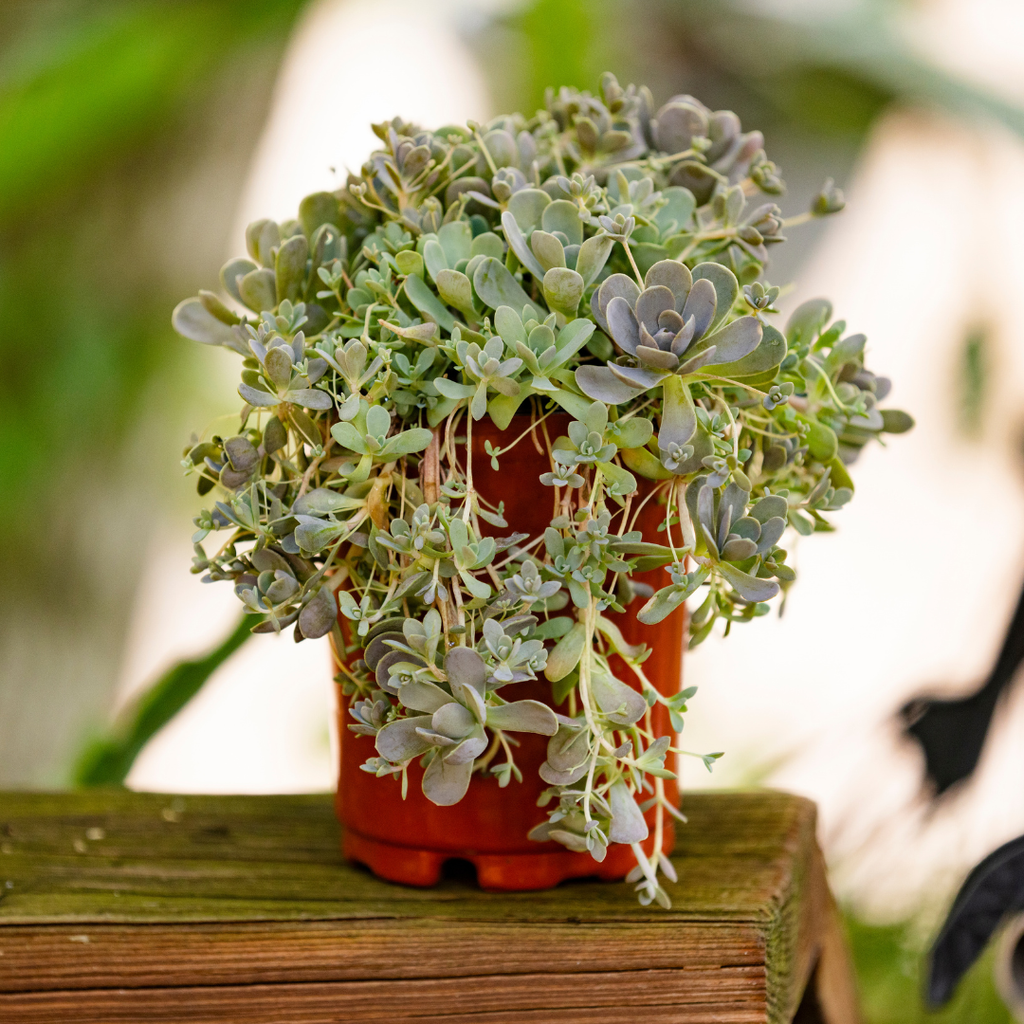 Orostachys iwarenge - 3 Plants