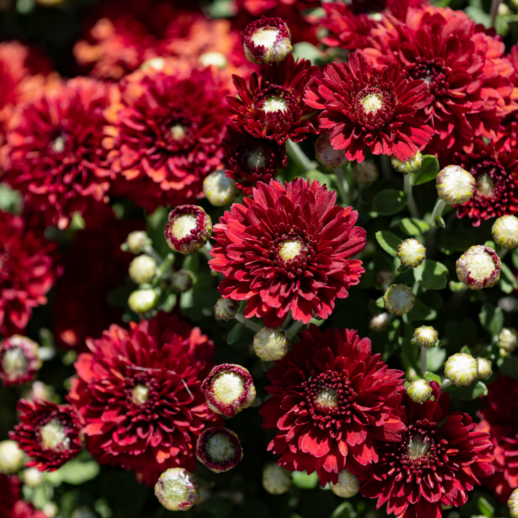 Belgian Fall Mum Aideen™ Red Fire