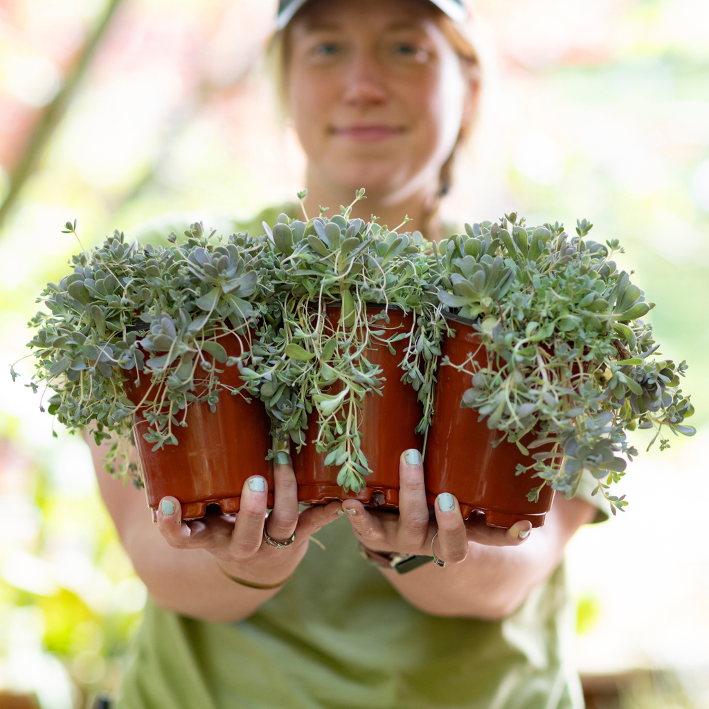Orostachys iwarenge - 3 Plants