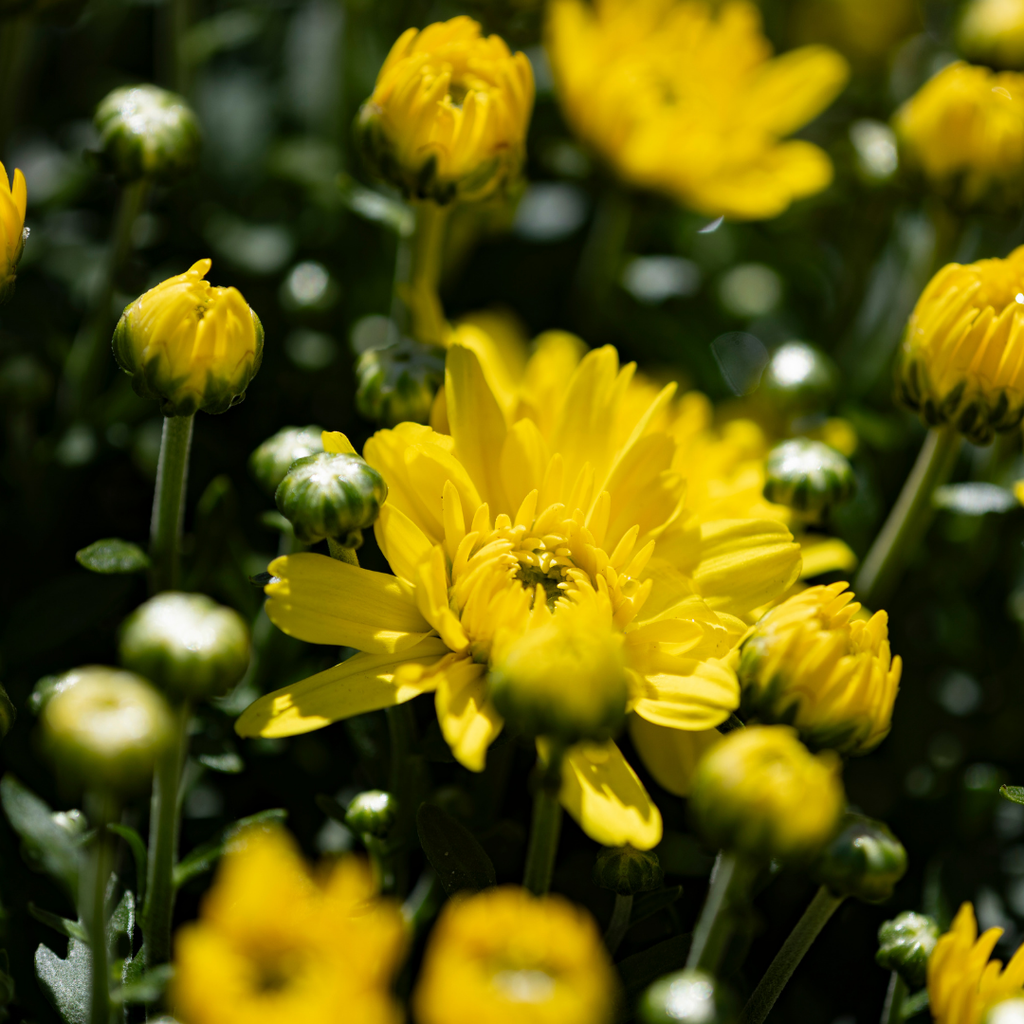 Belgian Fall Mum Sunrise™ Yellow
