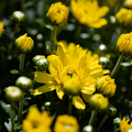 Belgian Fall Mum Sunrise™ Yellow