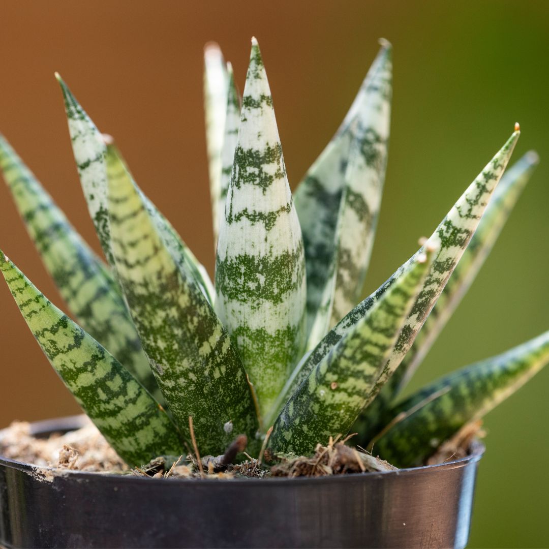 Sansevieria 'Zebra'