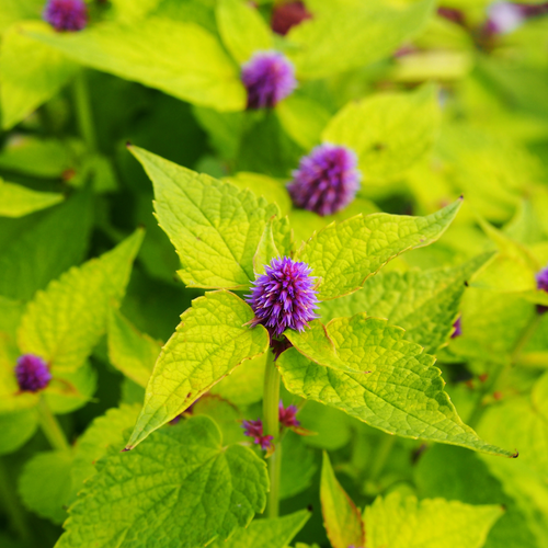Agastache 'Golden Jubilee' - 3 Plants