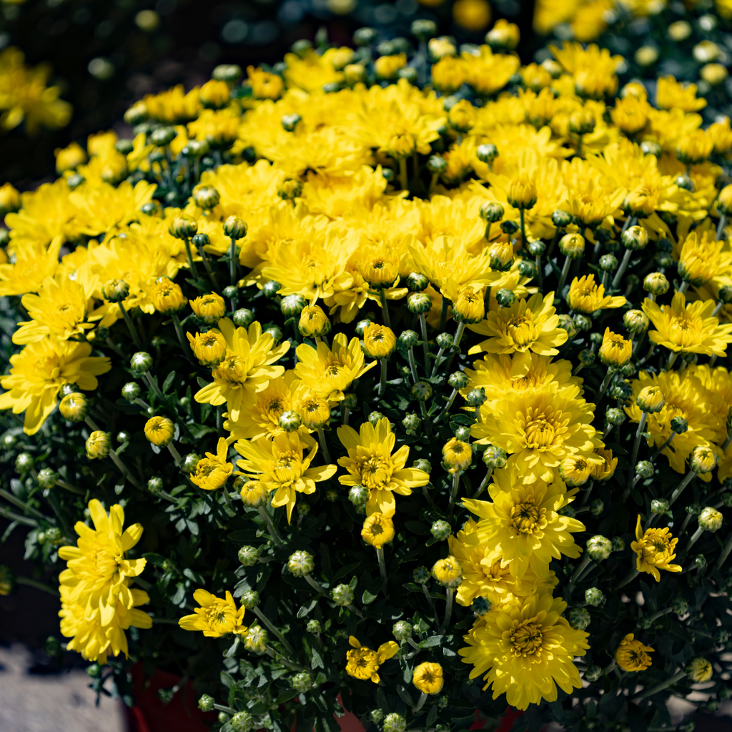Belgian Fall Mum Sunrise™ Yellow