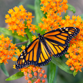 Orange Milkweed