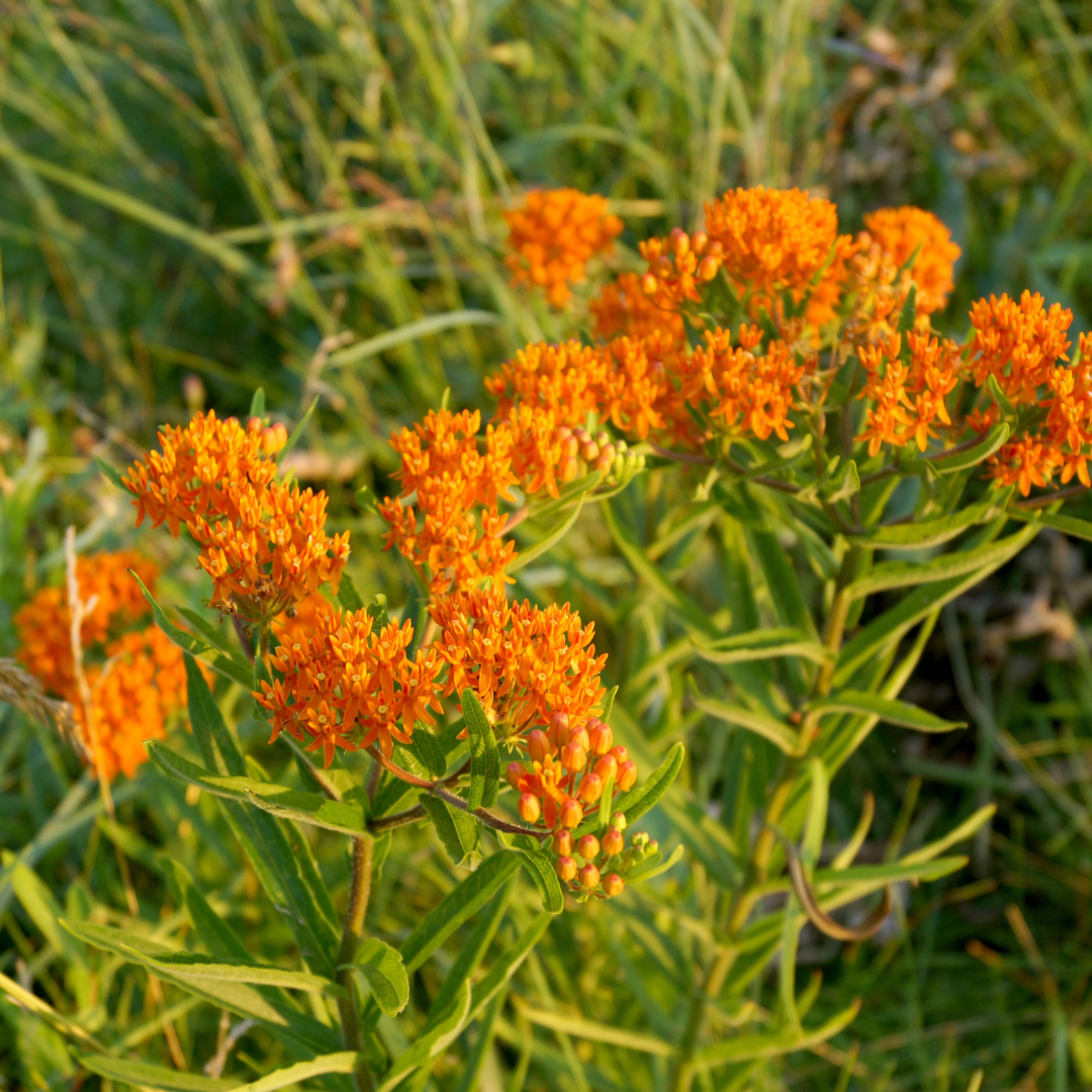 Orange Milkweed