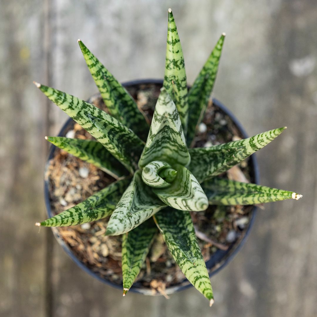 Sansevieria 'Zebra'