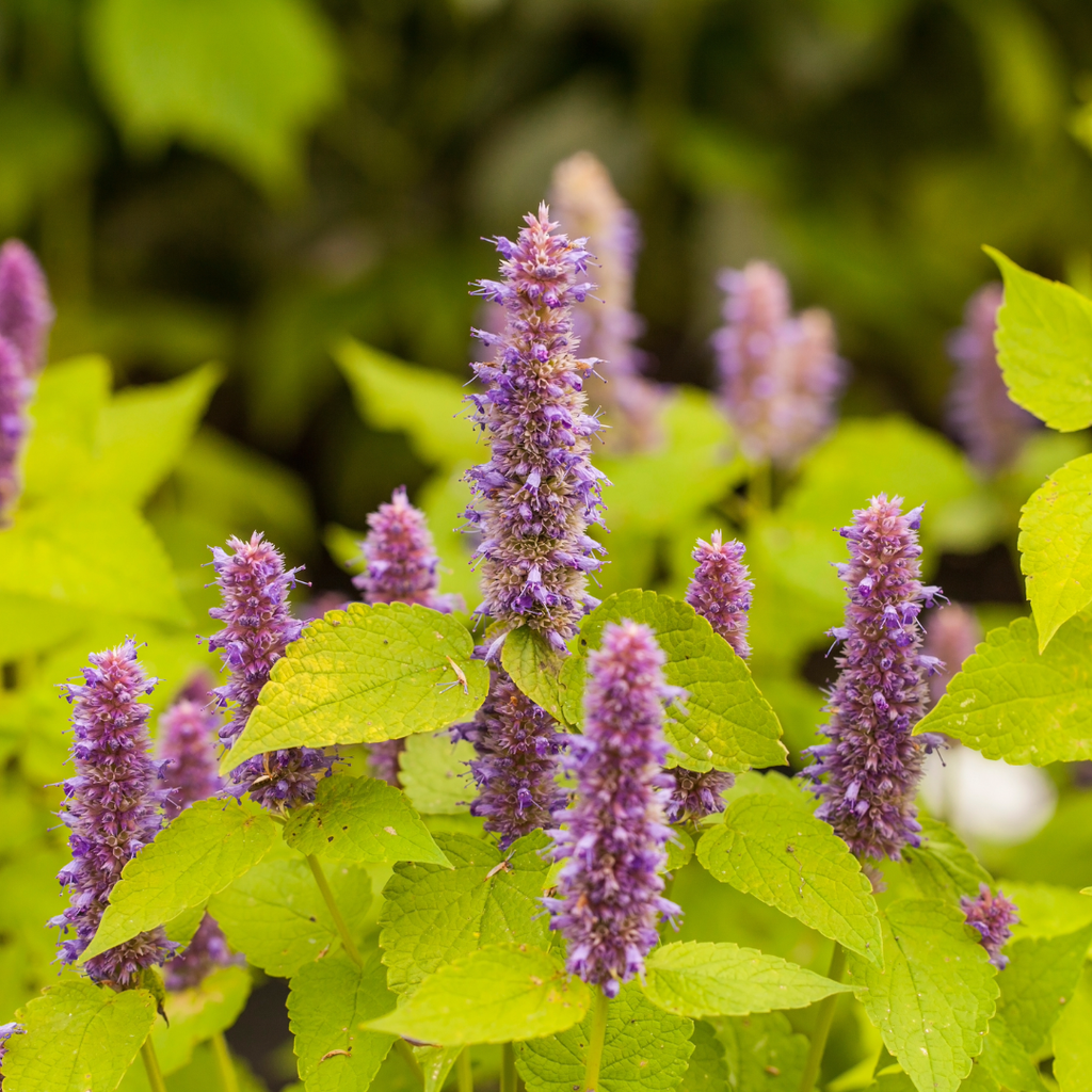 Agastache 'Golden Jubilee' - 3 Plants