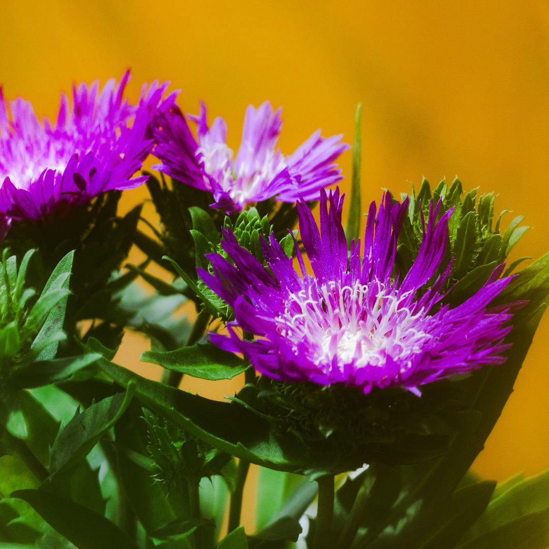 Stokesia 'Honeysong Purple'