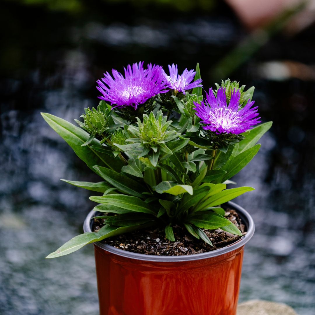 Stokesia 'Honeysong Purple'
