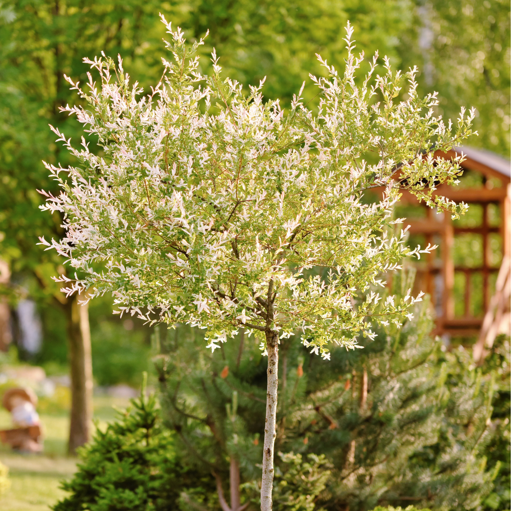 Dappled Willow