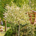 Dappled Willow