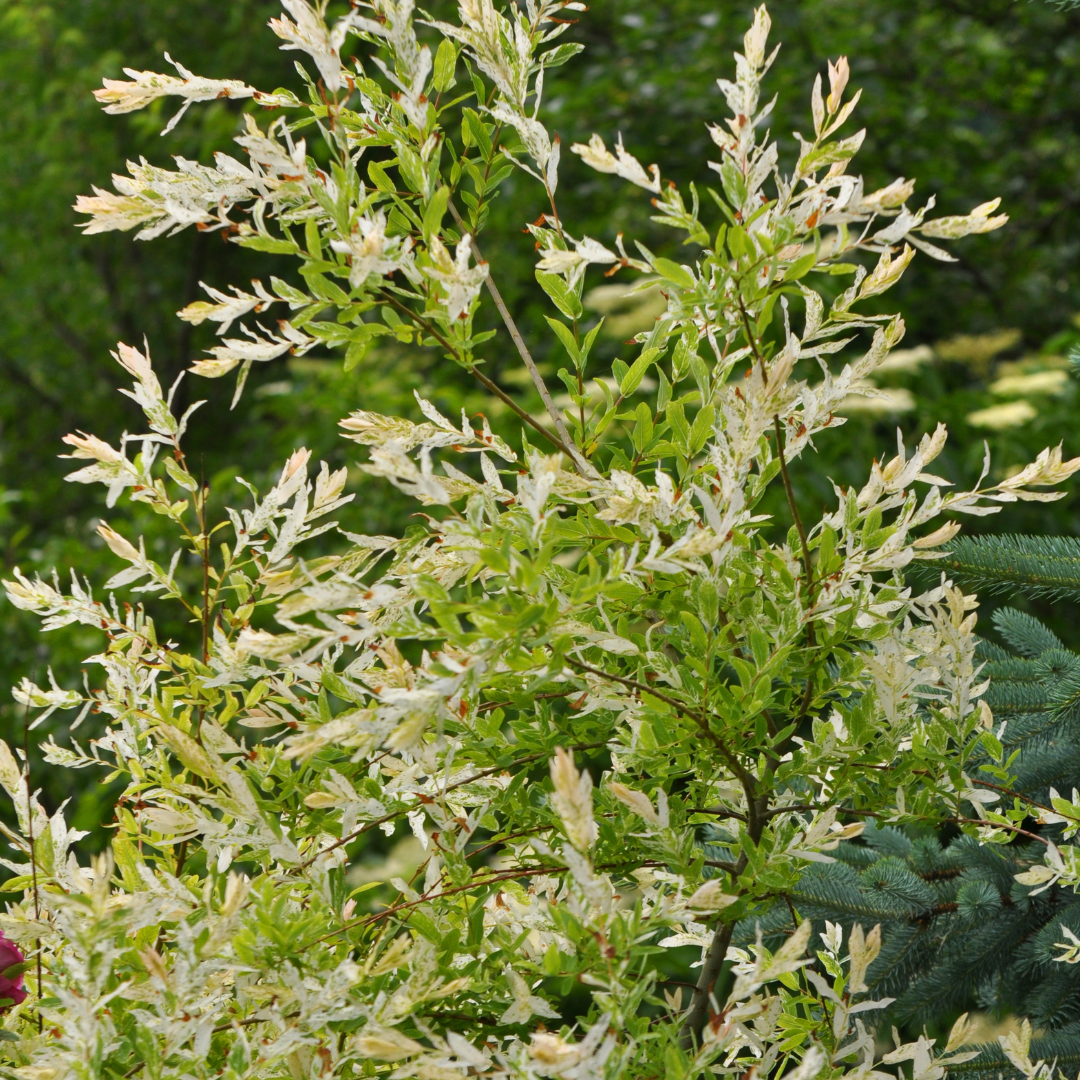 Dappled Willow