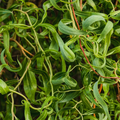 Curly Willow