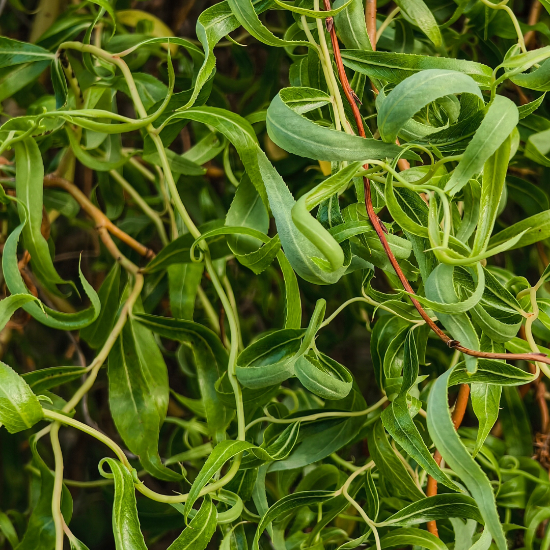 Curly Willow