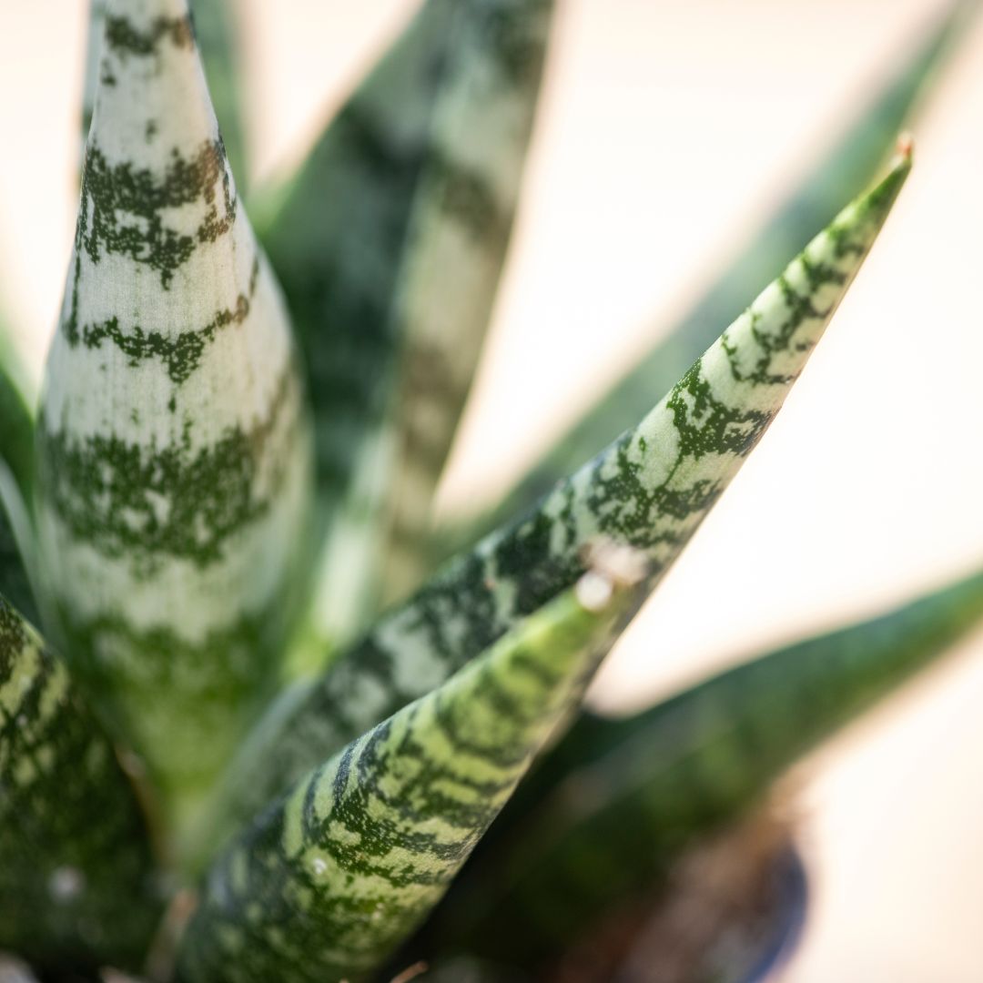 Sansevieria 'Zebra'
