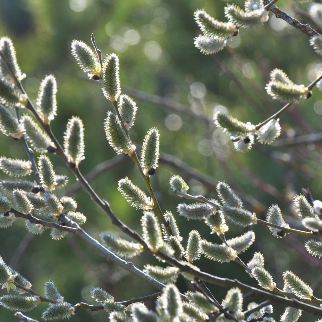 Pussy Willow